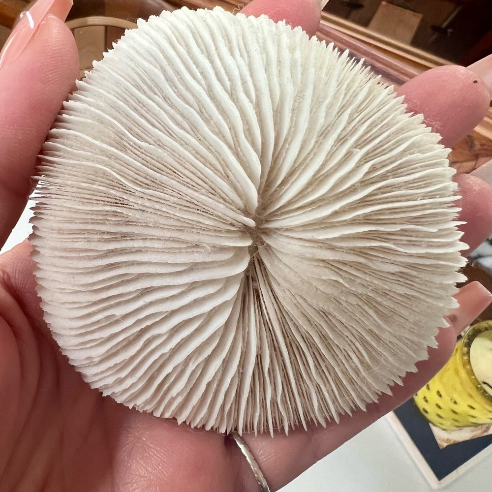 White Natural Mushroom Coral (2 pieces) - Picture 6 of 7
